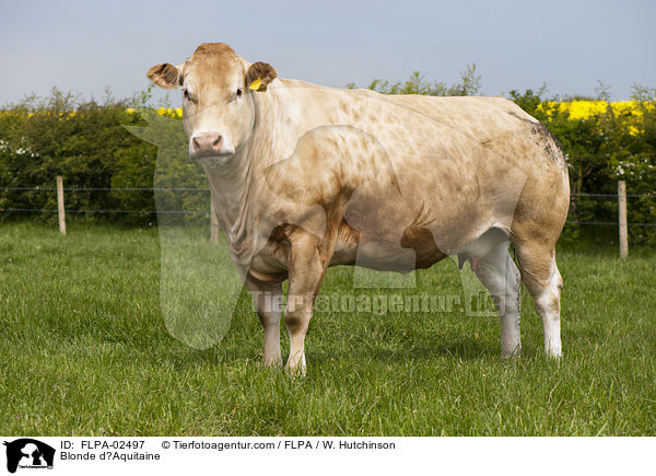 Blonde dAquitaine / FLPA-02497